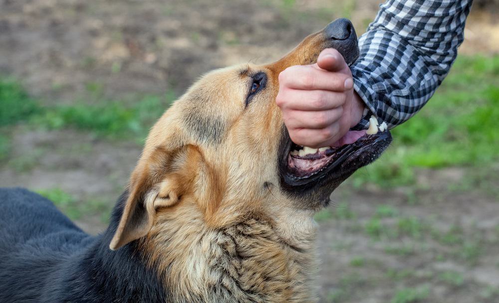 6 most dangerous & aggressive dog breeds.