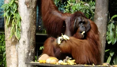 Exploring the Enchanting Borneo Jungle: A Journey to Discover Orangutans