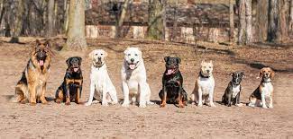 What Can You Expect from A Dog Training Westminster?